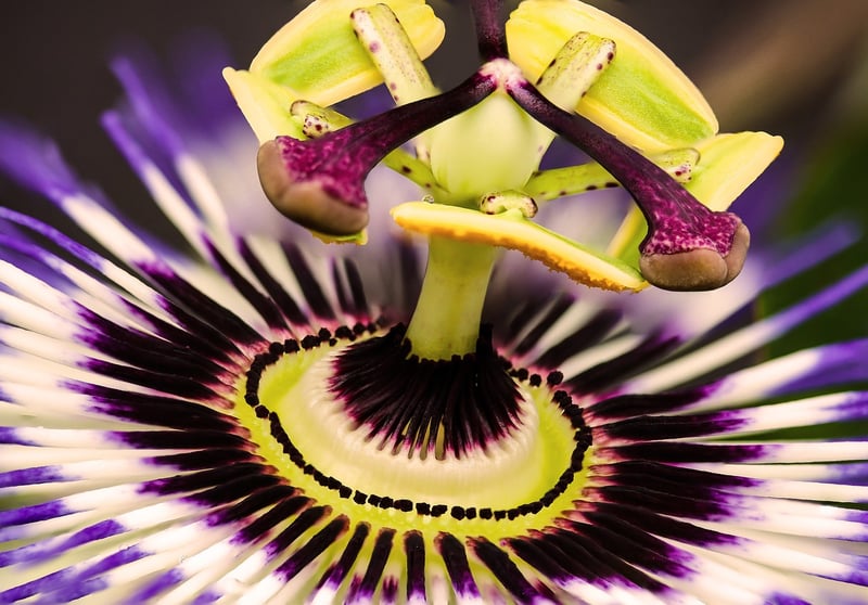 Exotic Fusion